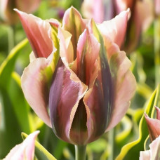 Тюльпан зеленоцветный Грин Ривер 3шт. в упаковке