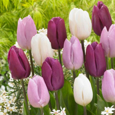 Тюльпаны Принц, микс 3шт. в упаковке