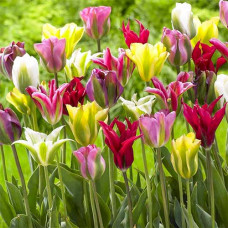 Тюльпаны зеленоцветные, микс 3шт. в упаковке