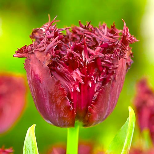 Тюльпан бахромчатый Лабрадор 3шт. в упаковке Тюльпан бахромчатый Лабрадор 3шт. в упаковке