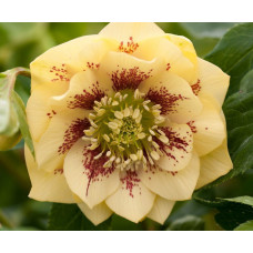 Морозник восточный Дабл Эллен Йеллоу Споттед 1 шт