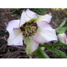 Морозник Уинтер Эмоушенс Анемони Пикоти 1 шт