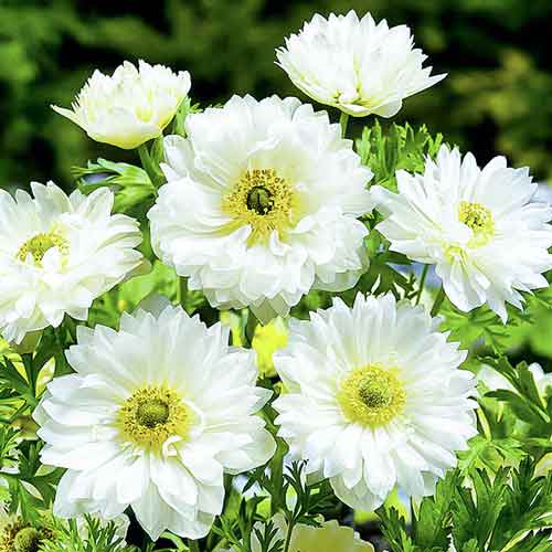 Анемона махровая Маунт Эверест Анемона махровая Маунт Эверест