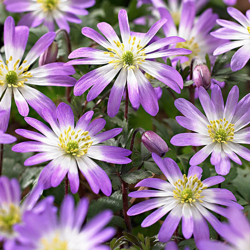 Анемона Бланда Розеа Анемона Бланда Розеа