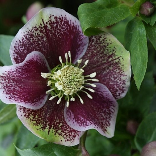 Морозник восточный Претти Эллен Споттед 1 шт Морозник восточный Претти Эллен Споттед 1 шт