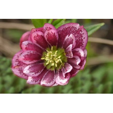 Морозник Уинтер Эмоушенс Трипл Пинк 1 шт