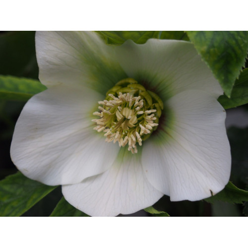 Морозник Притти Эллен Уайт 1 шт. Морозник Притти Эллен Уайт 1 шт.