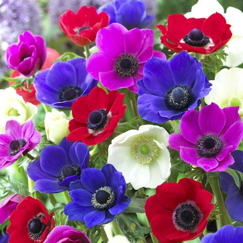 Анемона де Каен, микс Анемона де Каен, микс