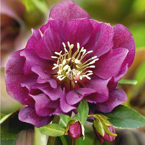 Морозник восточный Дабл Эллен Ред 1 шт Морозник восточный Дабл Эллен Ред 1 шт