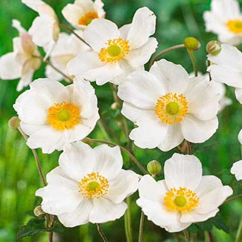 Анемона гибридная Онорин Жобер Анемона гибридная Онорин Жобер
