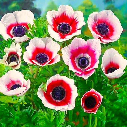 Анемона Биколор Анемона Биколор