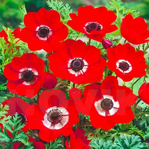 Анемона Голландия Анемона Голландия