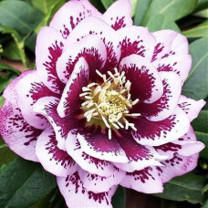 Морозник Дабл Эллен Пинк Споттед 1 шт