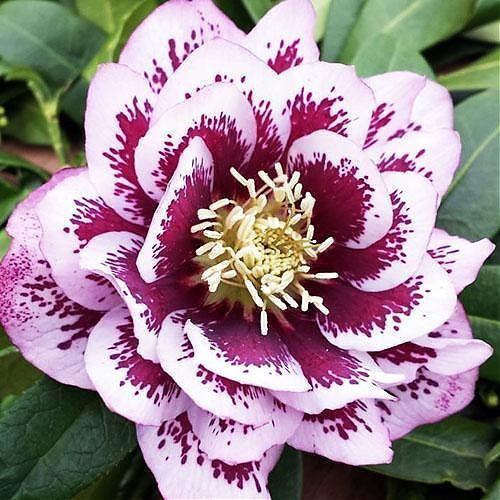 Морозник Дабл Эллен Пинк Споттед 1 шт Морозник Дабл Эллен Пинк Споттед 1 шт