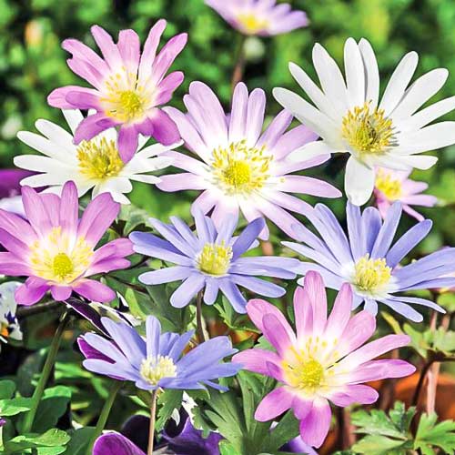 Анемона Бланда, микс Анемона Бланда, микс