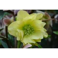 Морозник Голден Дискавери 1 шт