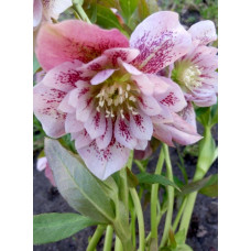 Морозник Притти Эллен Пинк 1 шт