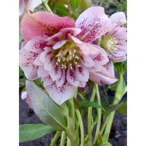 Морозник Притти Эллен Пинк 1 шт Морозник Притти Эллен Пинк 1 шт