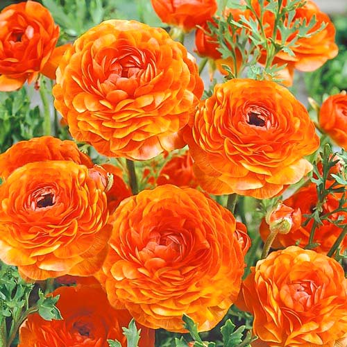 Ранункулюс (лютик) Оранж Ранункулюс (лютик) Оранж