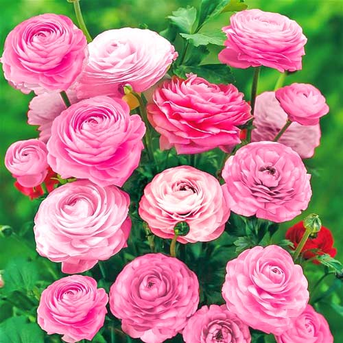 Ранункулюс (лютик) Пинк Ранункулюс (лютик) Пинк