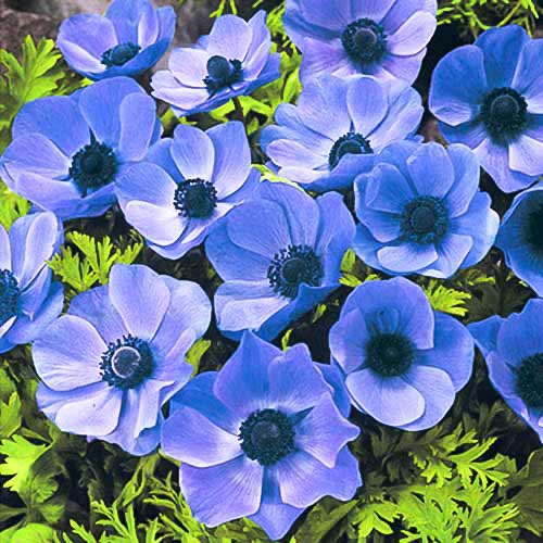 Анемона Мистер Фоккер Анемона Мистер Фоккер