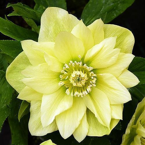 Морозник Голден Дискавери 1 шт. Морозник Голден Дискавери 1 шт.