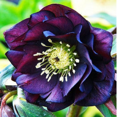 Морозник Дабл Эллен Пёрпл 1 шт