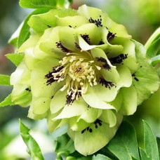 Морозник Дабл Эллен Грин 1 шт