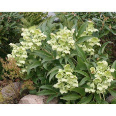 Морозник падуболистный 1 шт