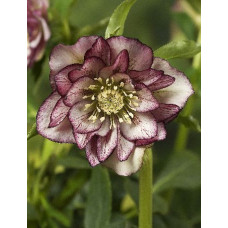 Морозник восточный Дабл Эллен Пикоти 1 шт.