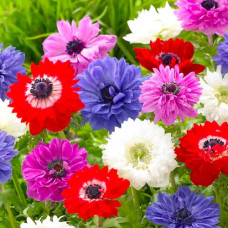 Анемона махровая Сент Бриджит, микс