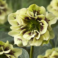 Морозник Дабл Эллен Йеллоу Споттед 1 шт