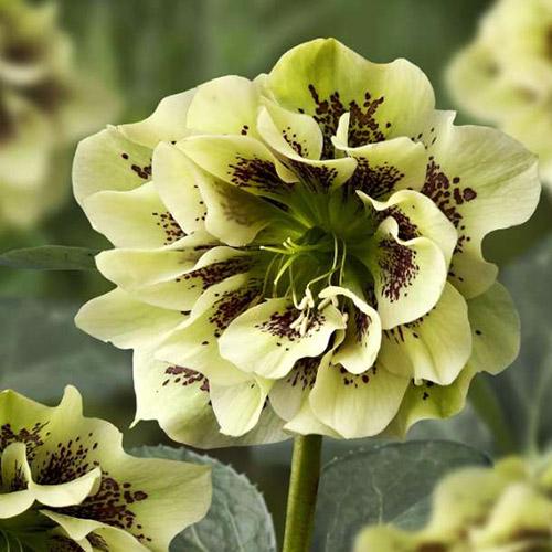 Морозник Дабл Эллен Йеллоу Споттед 1 шт Морозник Дабл Эллен Йеллоу Споттед 1 шт