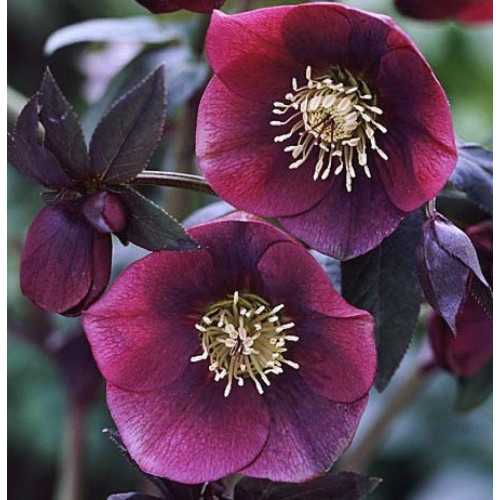 Морозник Ред Леди 1 шт Морозник Ред Леди 1 шт