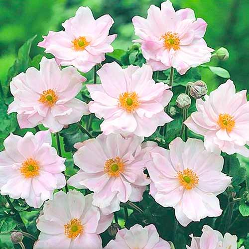 Анемона гибридная Королева Шарлотта Анемона гибридная Королева Шарлотта