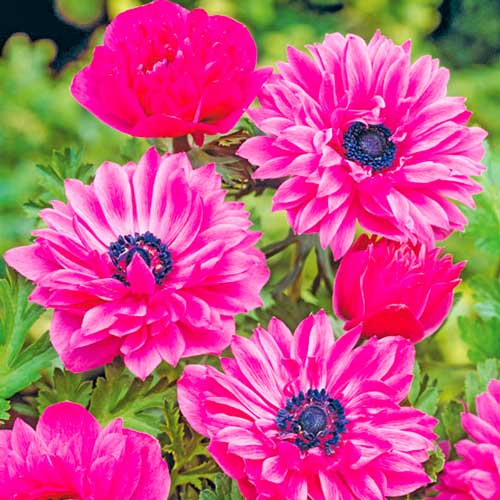 Анемона махровая Адмирал Анемона махровая Адмирал