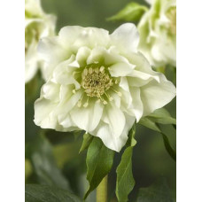 Морозник Дабл Эллен Уайт 1 шт