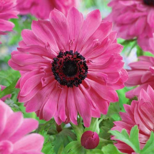 Анемона махровая Адмирал Анемона махровая Адмирал