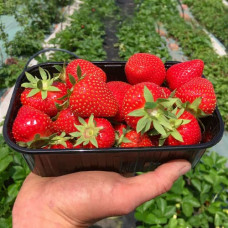 Клубника (крупноплодная) Аллегро (в упаковке 5 шт.)