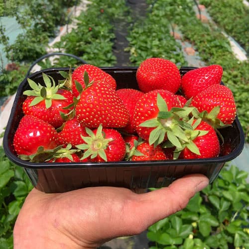 Клубника (крупноплодная) Аллегро (в упаковке 5 шт.) Клубника (крупноплодная) Аллегро (в упаковке 5 шт.)