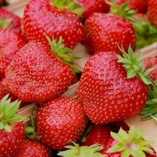 Клубника (крупноплодная) Сенсация (в упаковке 5 шт.)