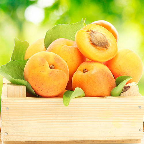 Абрикос Айсберг Абрикос Айсберг