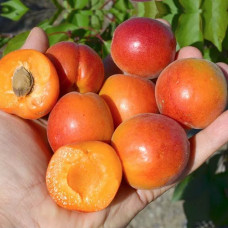 Абрикос Царский