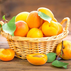 Абрикос Чемпион Севера