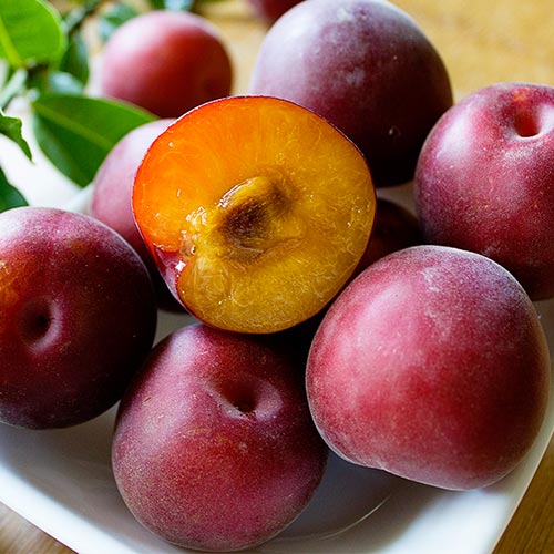 Абрикос Черный Принц Абрикос Черный Принц