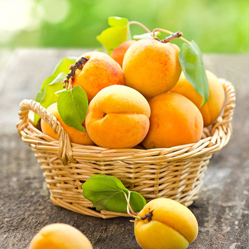 Абрикос Голд Рич Абрикос Голд Рич