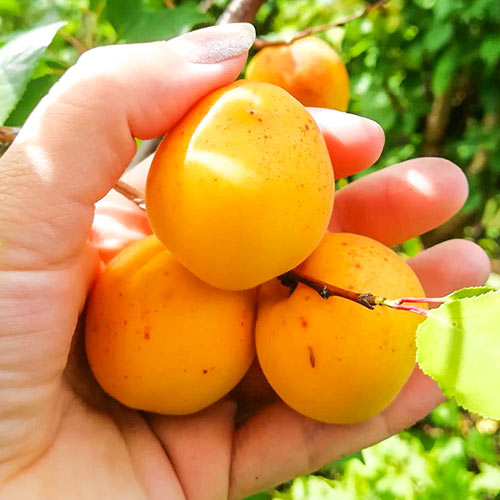 Абрикос Хабаровский Абрикос Хабаровский