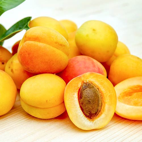 Абрикос Лель Абрикос Лель