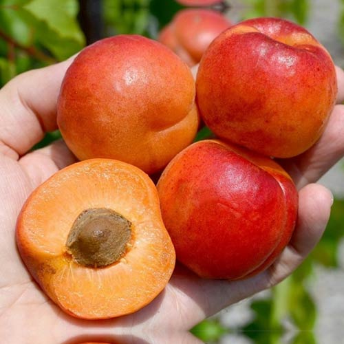 Абрикос Оранж Ред Абрикос Оранж Ред