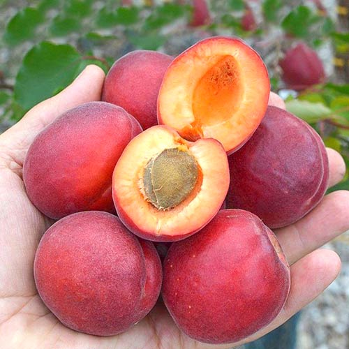 Абрикос Рубин Абрикос Рубин